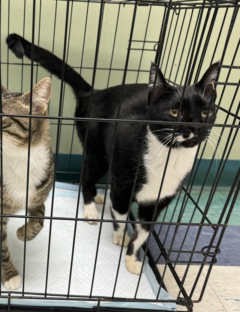 Clemmie, an adoptable Domestic Short Hair in Troy, AL, 36081 | Photo Image 1