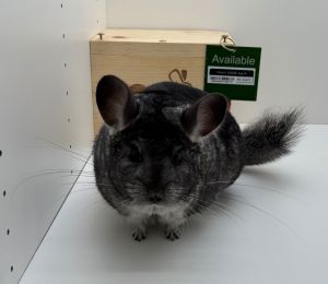 Chinchi Chinchilla Small & Furry