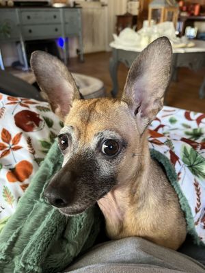 Annabelle, Adult Female Chihuahua