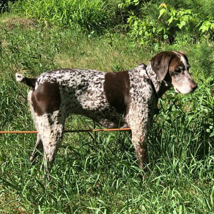 Timbre, an adoptable German Shorthaired Pointer in Gwinn, MI, 49841 | Photo Image 1