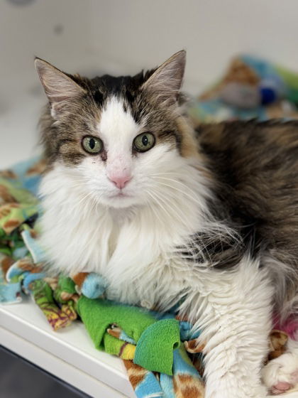 Ella, an adoptable Domestic Long Hair in Gwinn, MI, 49841 | Photo Image 1