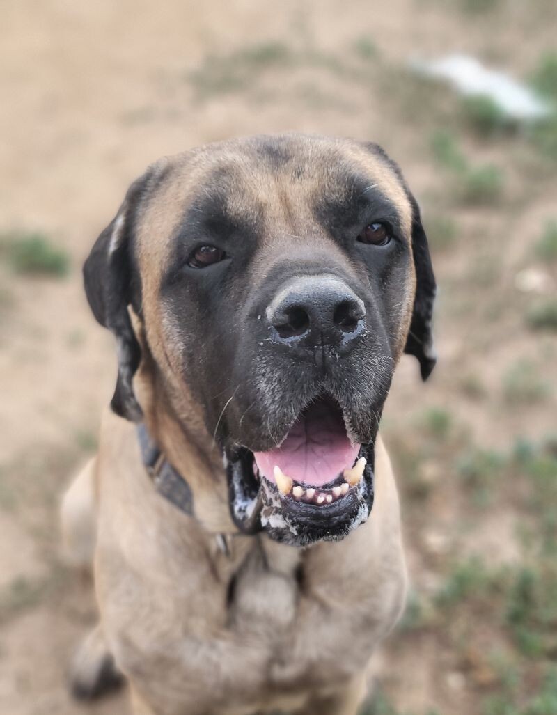 Max, an adoptable Mastiff in Windsor, CO, 80550 | Photo Image 1