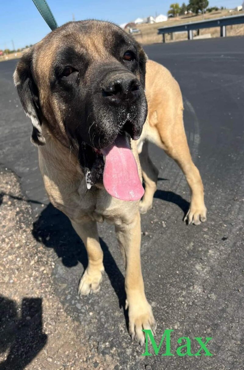 Max, an adoptable Mastiff in Windsor, CO, 80550 | Photo Image 2