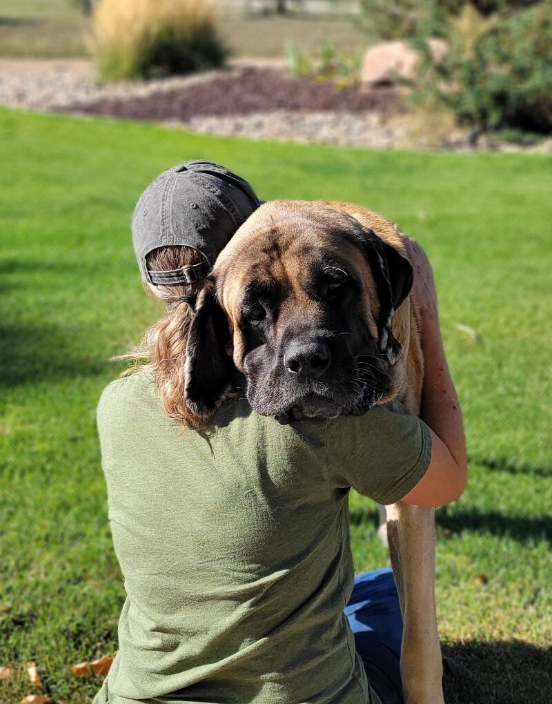 Max, an adoptable Mastiff in Windsor, CO, 80550 | Photo Image 4