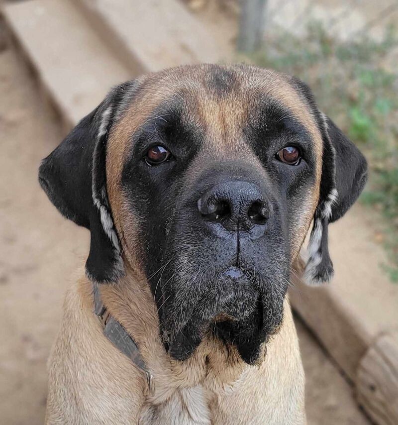 Max, an adoptable Mastiff in Windsor, CO, 80550 | Photo Image 6