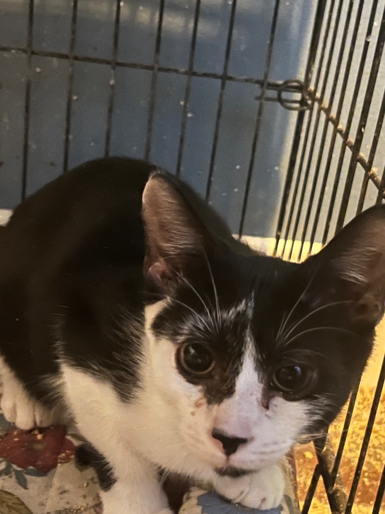 Hopkins, an adoptable Domestic Short Hair in Sorrento, LA, 70778 | Photo Image 1