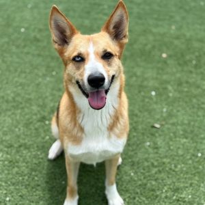 Texana, Adult Female Mixed Breed