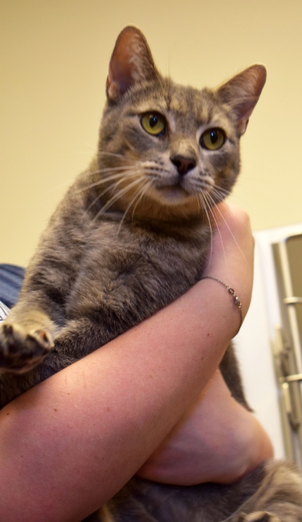 Roxy, an adoptable Domestic Short Hair in Brownwood, TX, 76801 | Photo Image 1