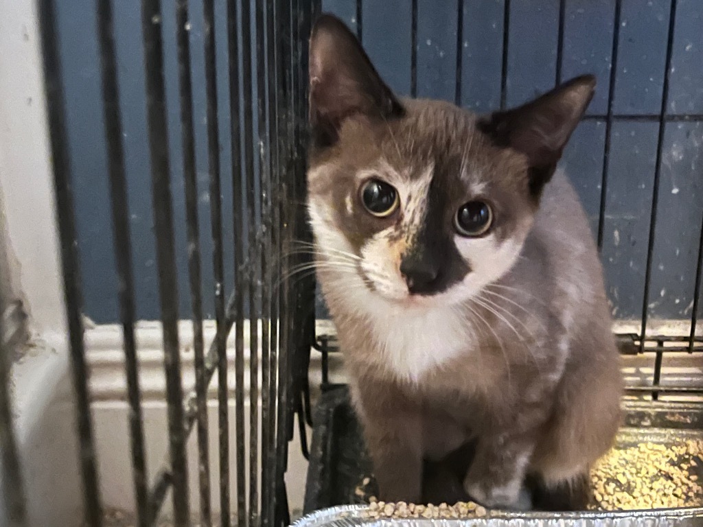 Roz, an adoptable Siamese in Sorrento, LA, 70778 | Photo Image 1