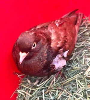 Bernie is a brownie A brown little roller pigeon who is probably sweeter than an actual brownie be
