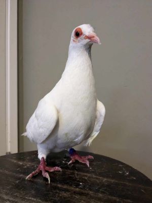 Medusa was part of a large group of king pigeons dumped on Alameda Island A dedicated group of volu