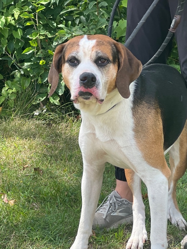 Banjo, an adoptable Beagle, Mixed Breed in Muskegon, MI, 49442 | Photo Image 1