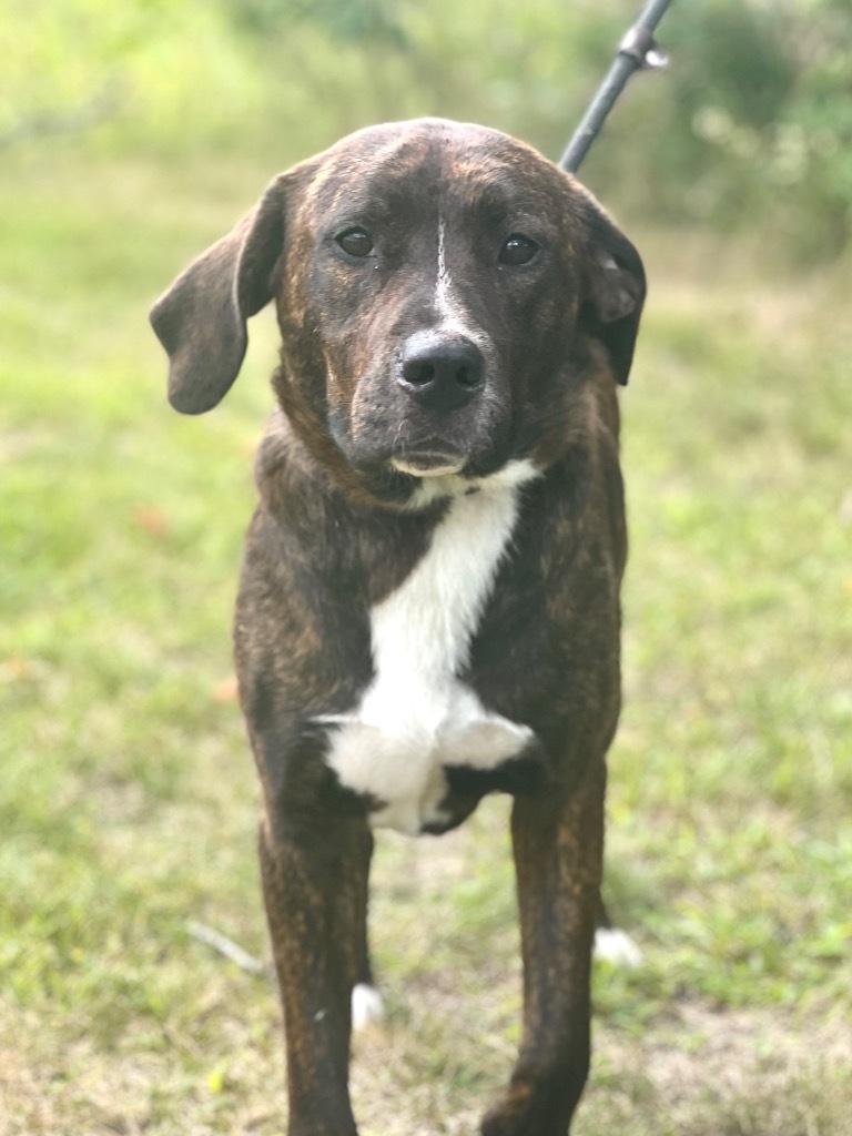 Hadley (foster), an adoptable Labrador Retriever, Mixed Breed in Muskegon, MI, 49442 | Photo Image 1