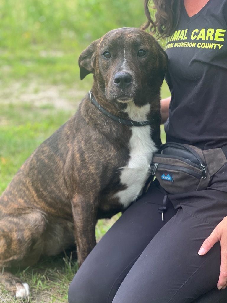Hadley (foster), an adoptable Labrador Retriever, Mixed Breed in Muskegon, MI, 49442 | Photo Image 3