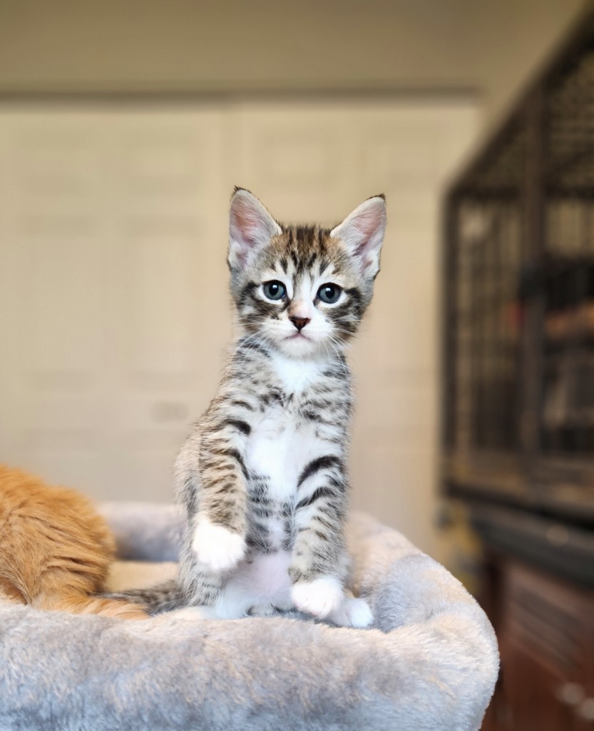 Tetlin, an adoptable Domestic Short Hair in Palmer, AK, 99645 | Photo Image 3