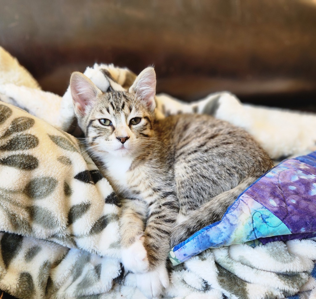 Tetlin, an adoptable Domestic Short Hair in Palmer, AK, 99645 | Photo Image 4