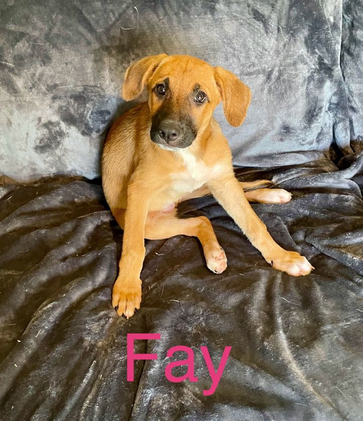 Fay 1