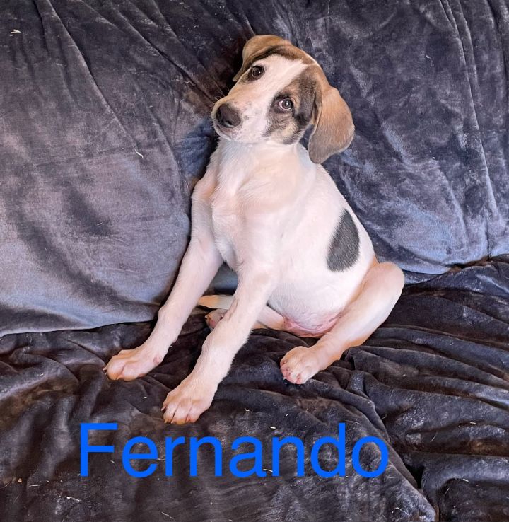 Fernando 1