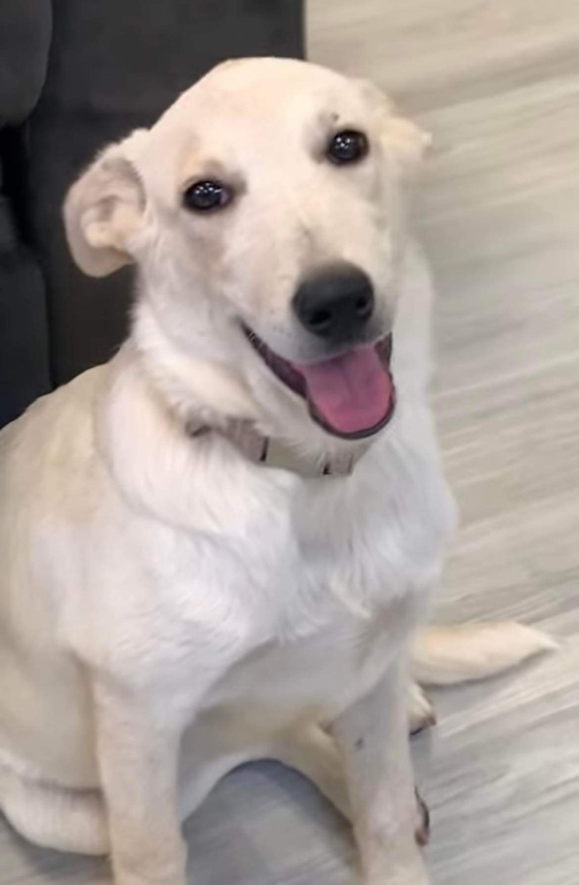 Sooki, an adoptable Corgi, Australian Cattle Dog / Blue Heeler in Shawnee, OK, 74804 | Photo Image 2