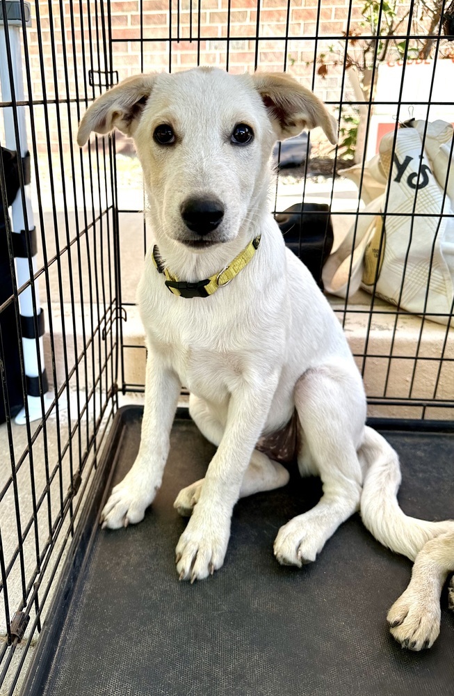 Sooki, an adoptable Corgi, Australian Cattle Dog / Blue Heeler in Shawnee, OK, 74804 | Photo Image 3