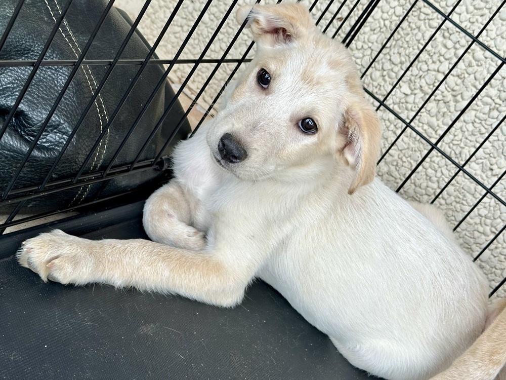 Sooki, an adoptable Corgi, Australian Cattle Dog / Blue Heeler in Shawnee, OK, 74804 | Photo Image 6