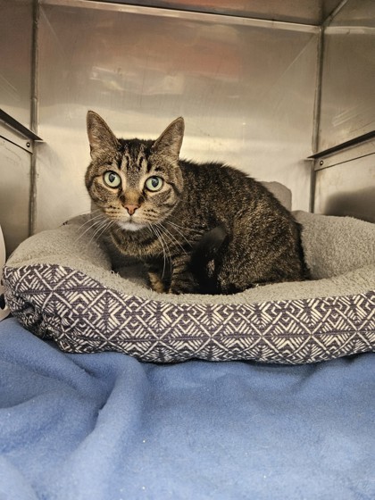 Gabby, an adoptable Domestic Short Hair in Rhinelander, WI, 54501 | Photo Image 1