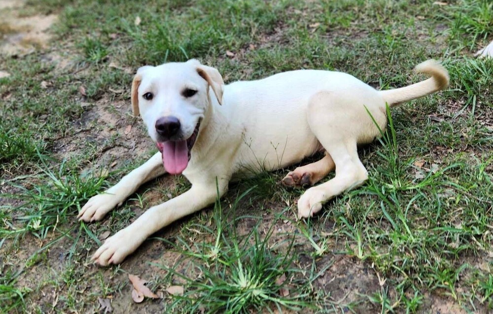 Bear 3 # BAC-A-589, an adoptable Labrador Retriever in Aulac, NB, E4L 2X2 | Photo Image 1