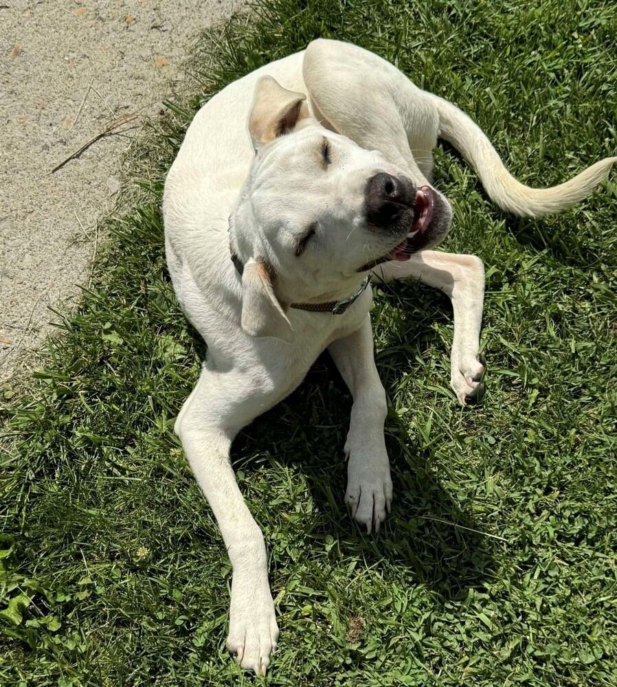 Bear 3 # BAC-A-589, an adoptable Labrador Retriever in Aulac, NB, E4L 2X2 | Photo Image 5