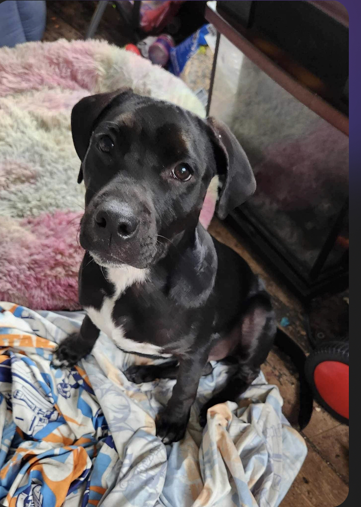 Royal, an adoptable Labrador Retriever, American Bully in Aulac, NB, E4L 2X2 | Photo Image 1