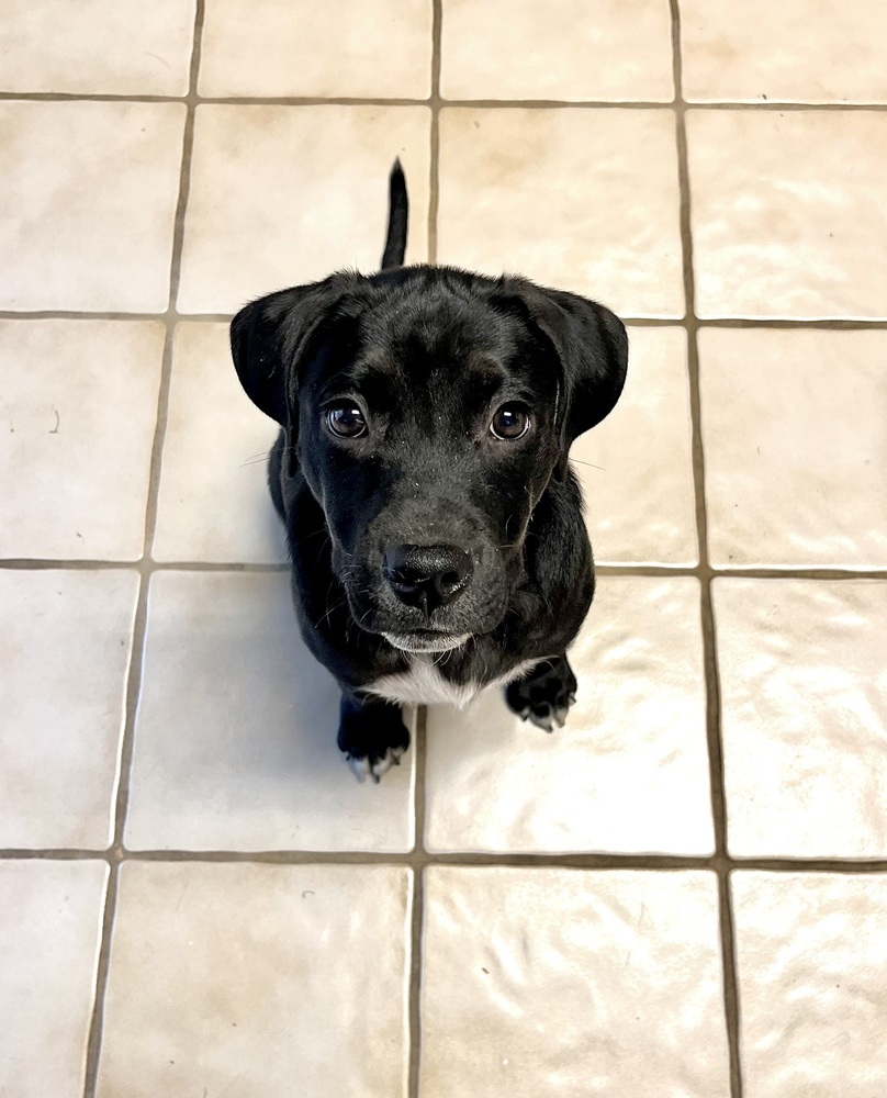 Royal, an adoptable Labrador Retriever, American Bully in Aulac, NB, E4L 2X2 | Photo Image 2