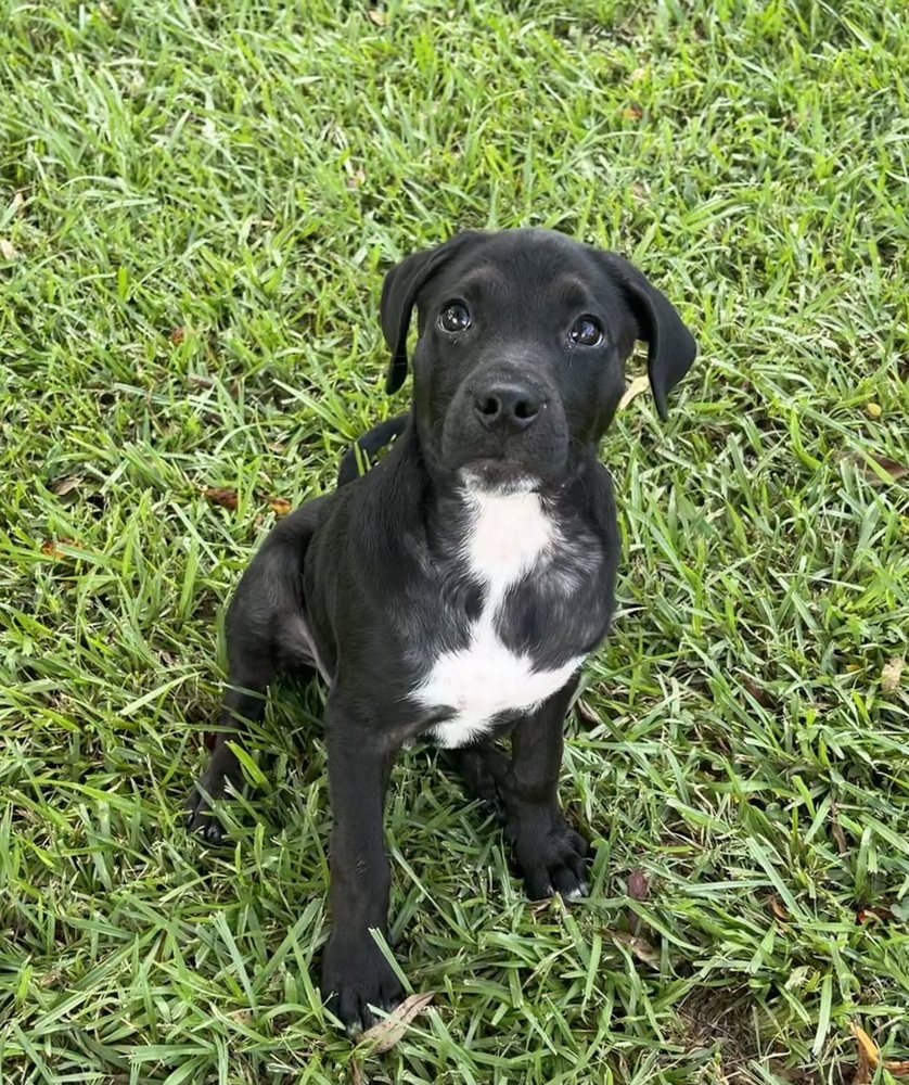 Royal, an adoptable Labrador Retriever, American Bully in Aulac, NB, E4L 2X2 | Photo Image 3