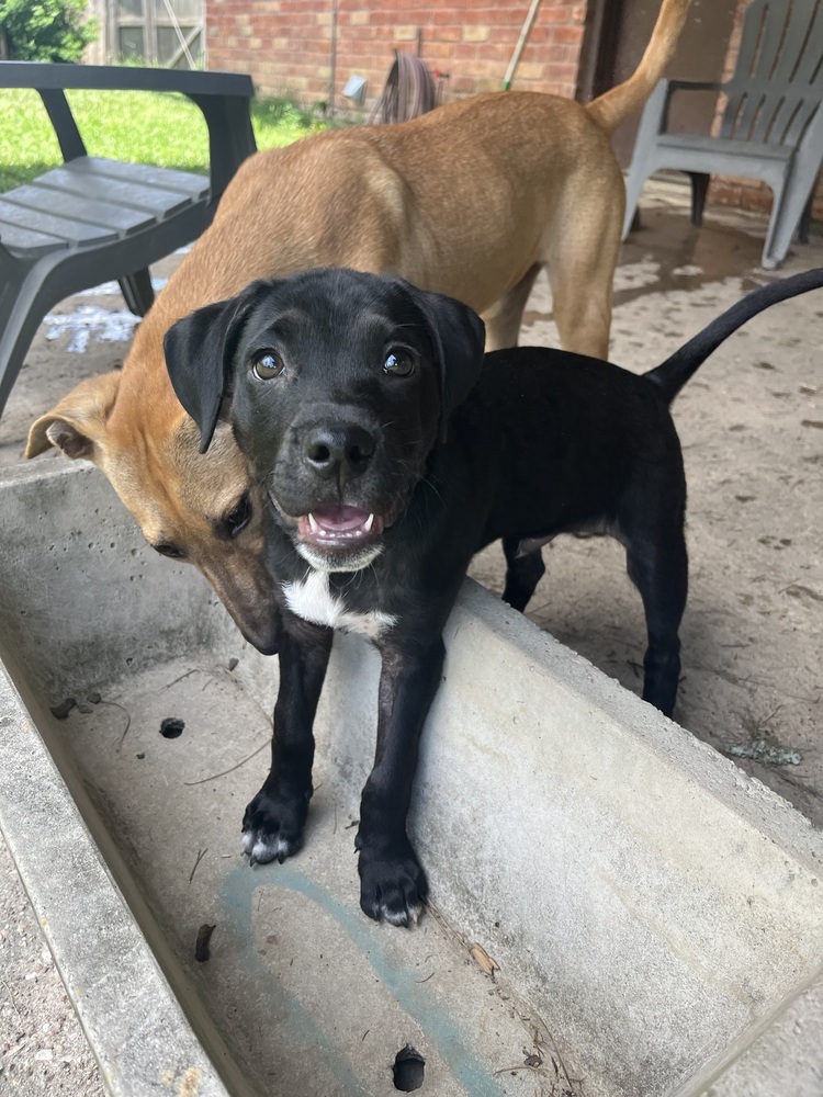 Royal, an adoptable Labrador Retriever, American Bully in Aulac, NB, E4L 2X2 | Photo Image 5