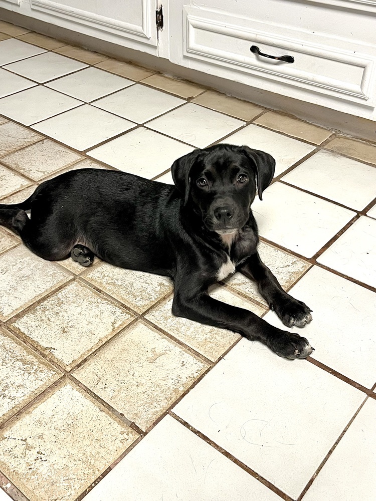 Royal, an adoptable Labrador Retriever, American Bully in Aulac, NB, E4L 2X2 | Photo Image 6