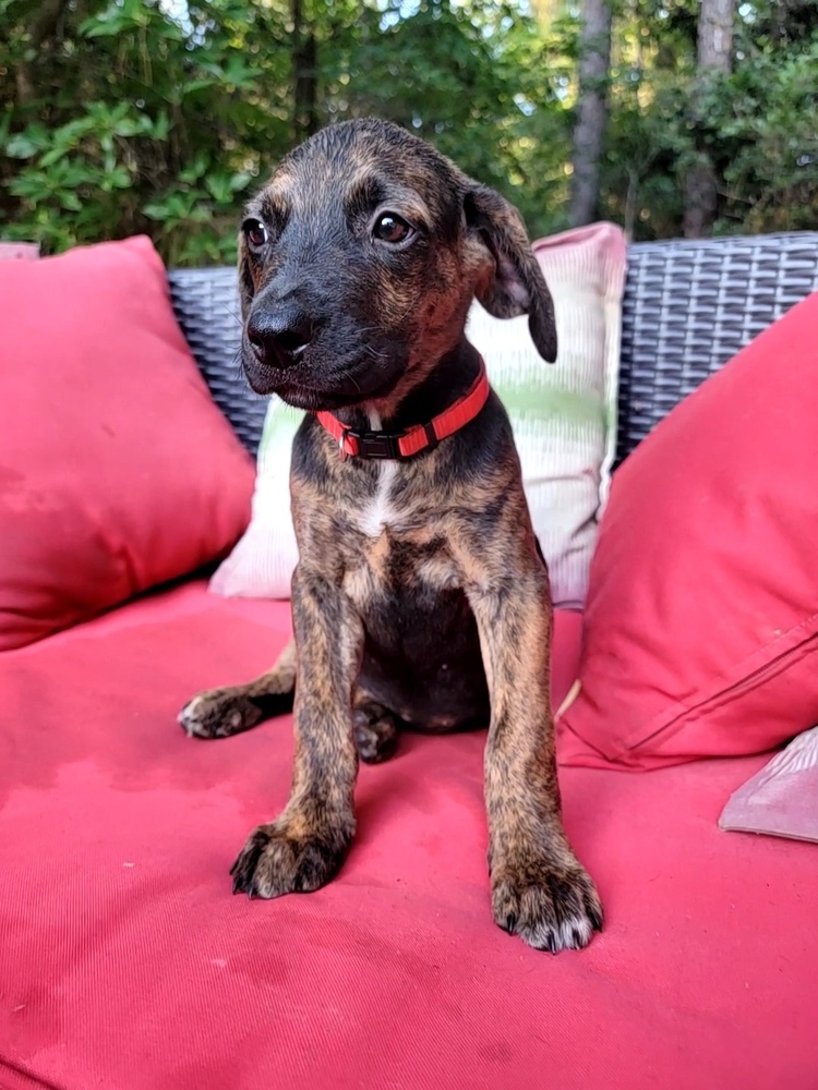 Aster, an adoptable Labrador Retriever, German Shepherd Dog in Aulac, NB, E4L 2X2 | Photo Image 2