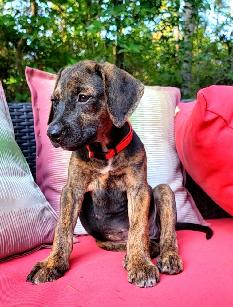 Aster, an adoptable Labrador Retriever, German Shepherd Dog in Aulac, NB, E4L 2X2 | Photo Image 3