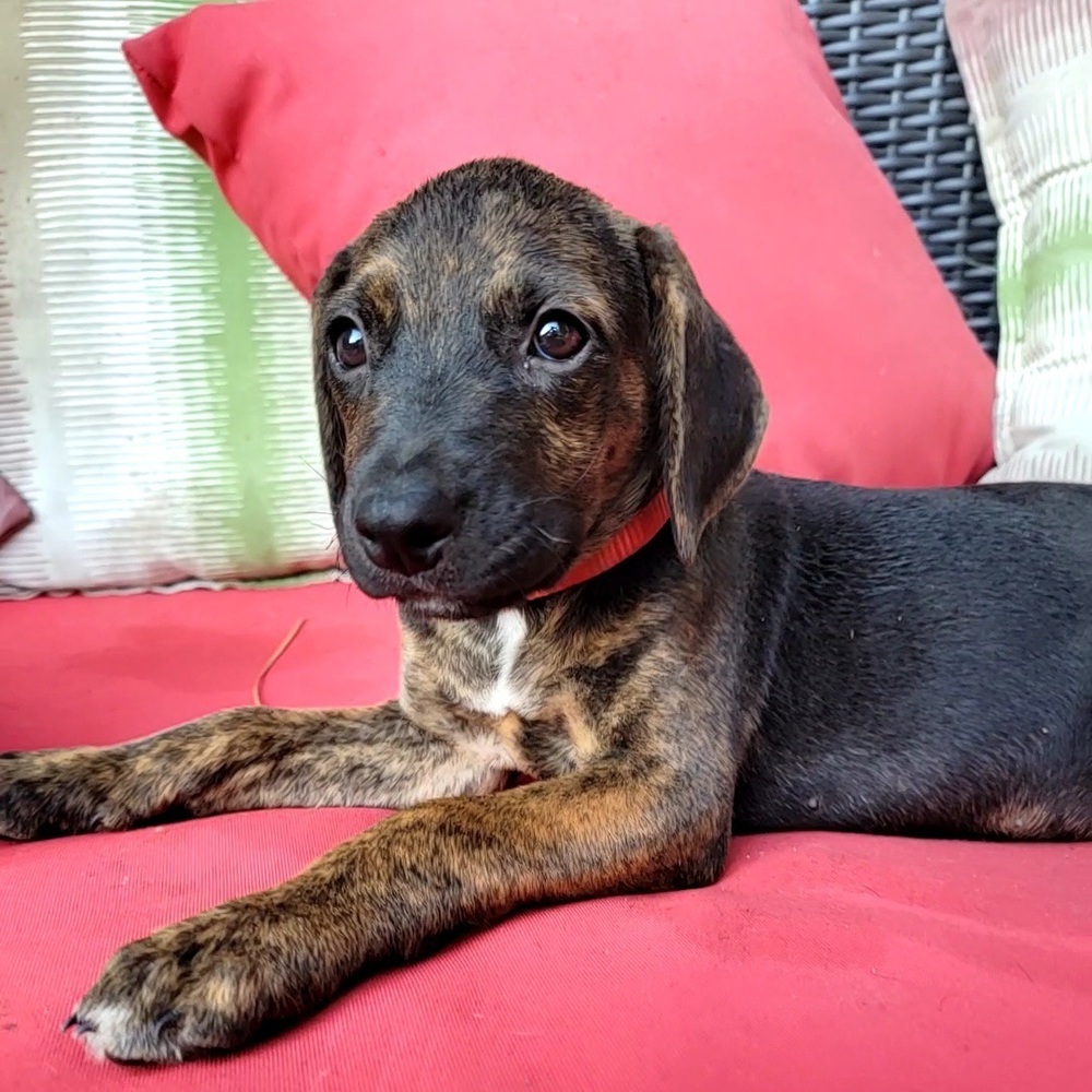 Aster, an adoptable Labrador Retriever, German Shepherd Dog in Aulac, NB, E4L 2X2 | Photo Image 4