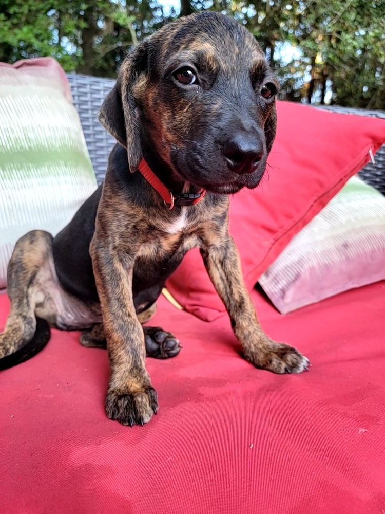 Aster, an adoptable Labrador Retriever, German Shepherd Dog in Aulac, NB, E4L 2X2 | Photo Image 6