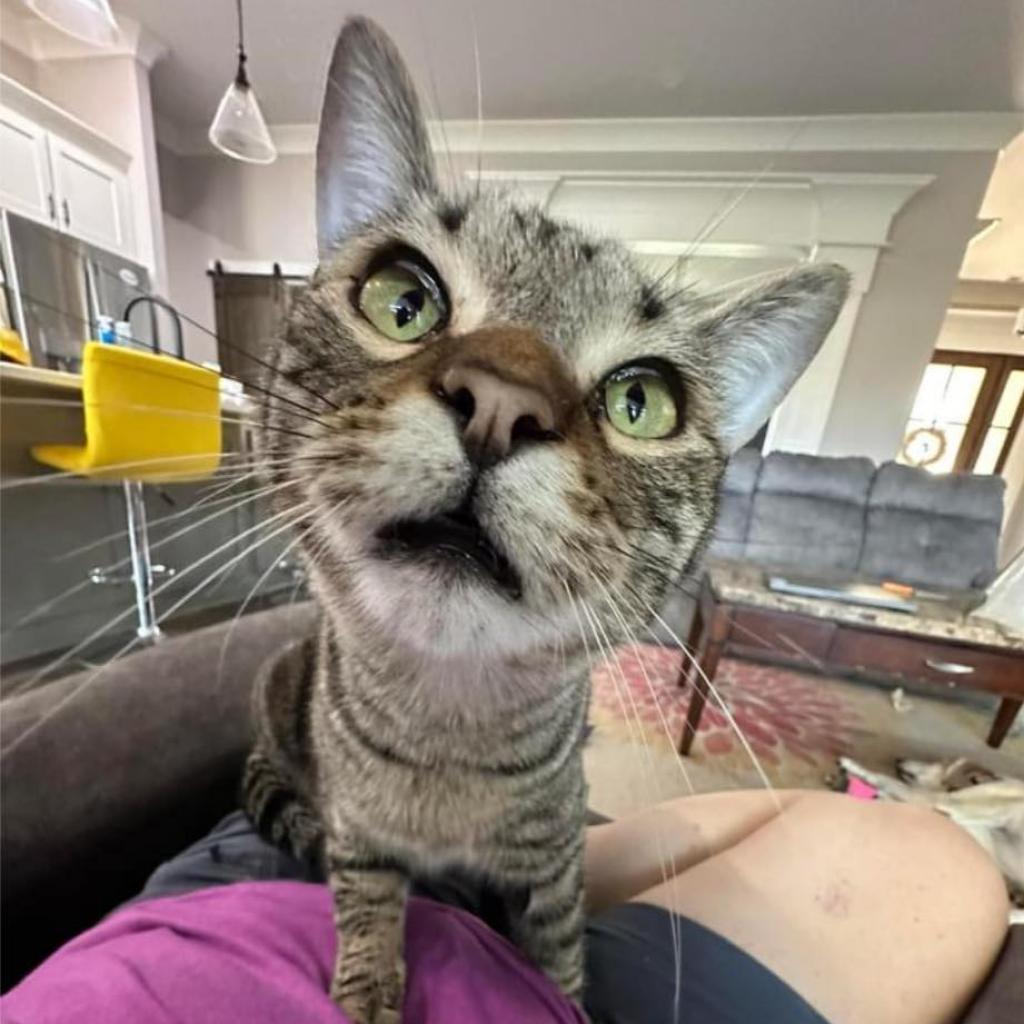 Iceman, an adoptable Domestic Short Hair in Huntsville, AL, 35802 | Photo Image 3
