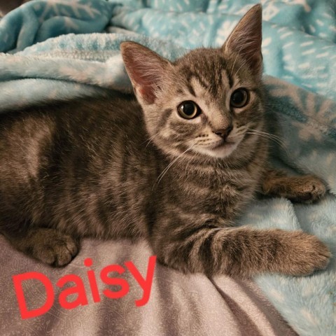 Daisy 1