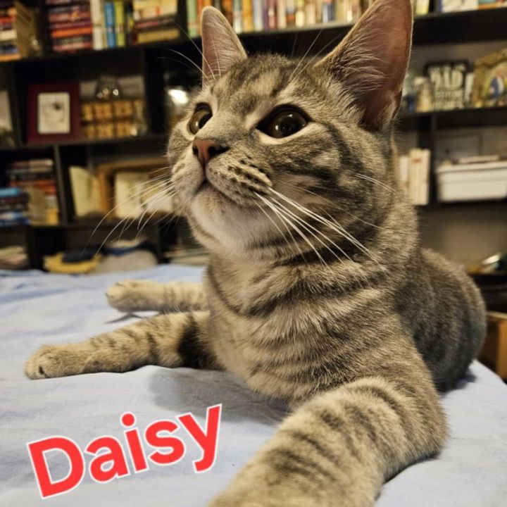 Daisy 1