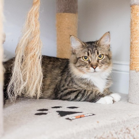 Eve, an adoptable Cymric, Manx in Huntsville, AL, 35802 | Photo Image 2