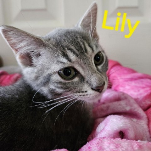 Lily