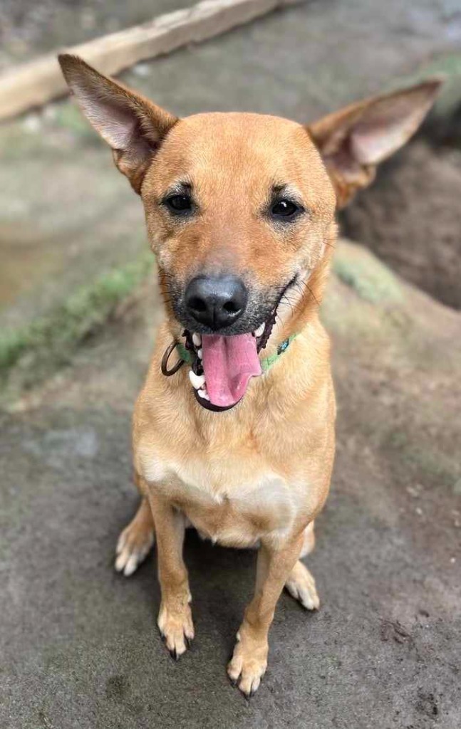 Pluto, an adoptable Cattle Dog, Whippet in San Diego, CA, 92117 | Photo Image 1