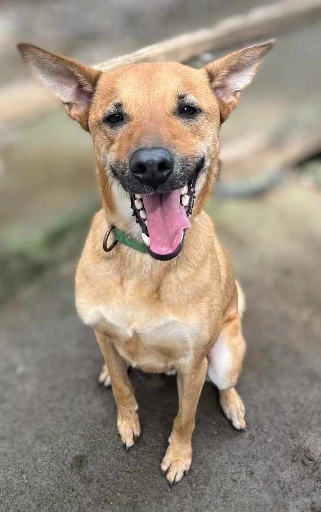 Pluto, an adoptable Cattle Dog, Whippet in San Diego, CA, 92117 | Photo Image 2