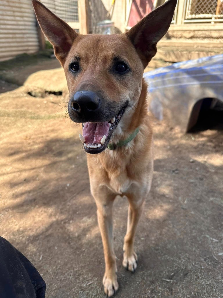 Pluto, an adoptable Cattle Dog, Whippet in San Diego, CA, 92117 | Photo Image 3