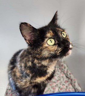 Cocobean, an adoptable Domestic Short Hair in Kingman, AZ, 86401 | Photo Image 1