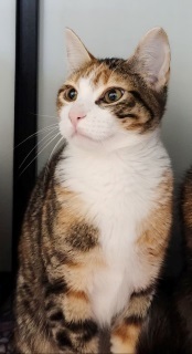 Daisy, an adoptable Domestic Short Hair in Kingman, AZ, 86401 | Photo Image 1