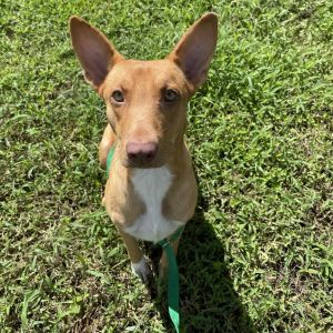 Maude, Adult Female Mixed Breed
