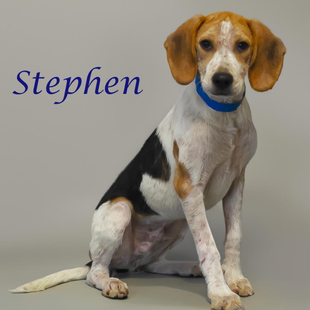 Stephen D24-118, an adoptable Foxhound in Lebanon, TN, 37087 | Photo Image 2