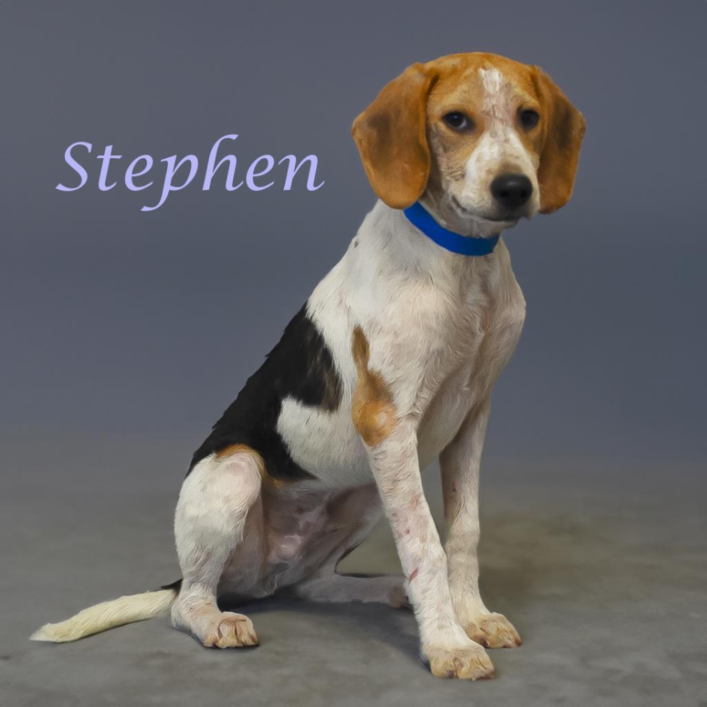 Stephen D24-118, an adoptable Foxhound in Lebanon, TN, 37087 | Photo Image 3